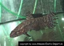 Wolf fish black — 12